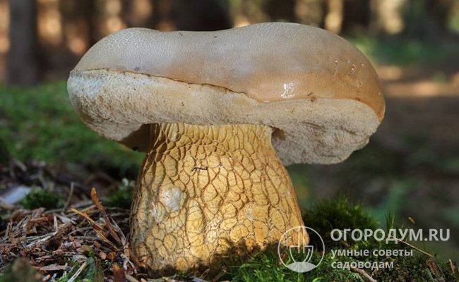 На фото: желчный гриб (он же ложный белый или горчак) – несъедобный вид, горечь из которого невозможно устранить никакими обработками