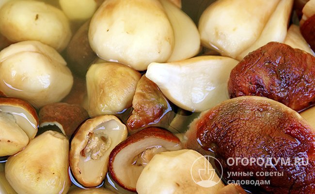 Маринованные белые грибы рецепт