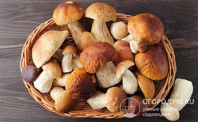 Белые грибы отличаются плотной мякотью и деликатесным вкусом, их используют для всех видов домашних заготовок