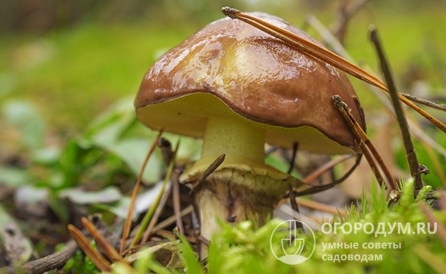 Молодые маслята слизятся в любую погоду, на более зрелых грибах количество слизи зависит от сырости, например утренней росы