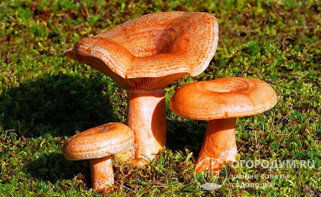 Рыжики легко отличить от других грибов по их яркому оранжево-красному цвету, радиальным кольцам на шляпке и млечному соку, выделяющемуся на срезе