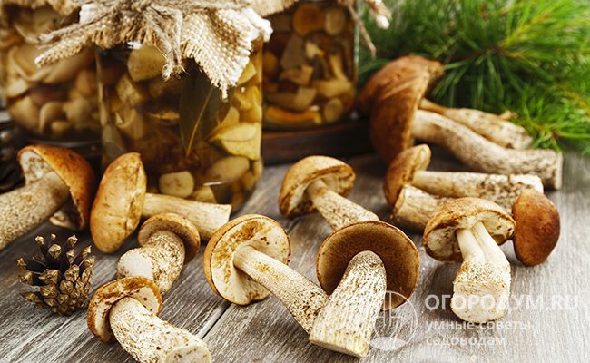 Подберезовики (на фото) – грибы универсальные с точки зрения заготовки, традиционные обитатели лиственных лесов, широко распространенные на территории России и многих других стран