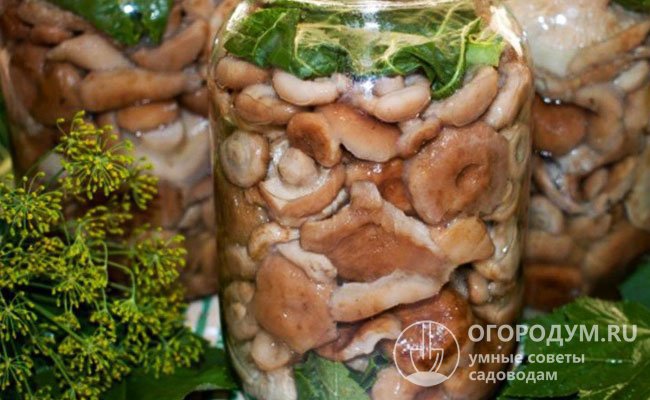 Маринованные волнушки (на фото) – отличная закуска для зимних праздников