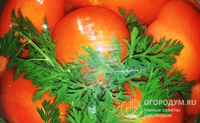 Томаты, маринованные с ботвой моркови: базовый рецепт с вариантами