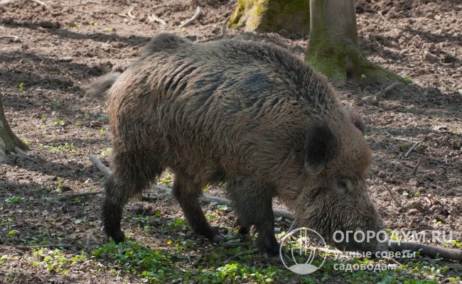 Один из основных источников заражения домашних свиней – инфицированные дикие кабаны