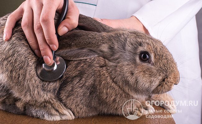 Желудочно-кишечный стаз у кроликов