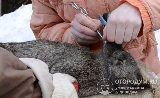 Несоблюдение температурного режима содержания кроликов в холодное время года может стать причиной сильного обморожения
