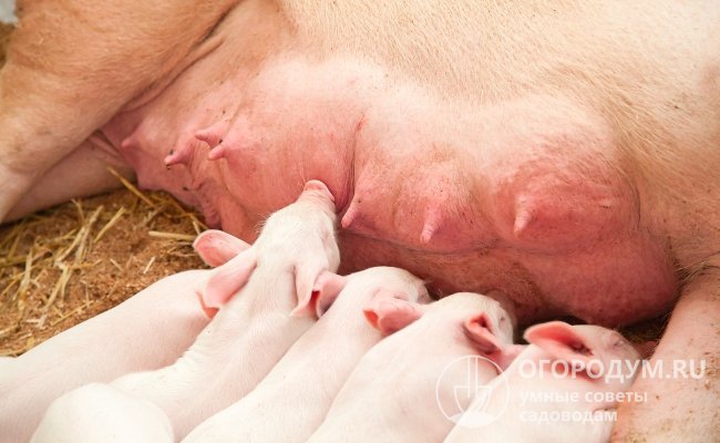 Вирус может передаваться с молозивом от инфицированных свиноматок потомству