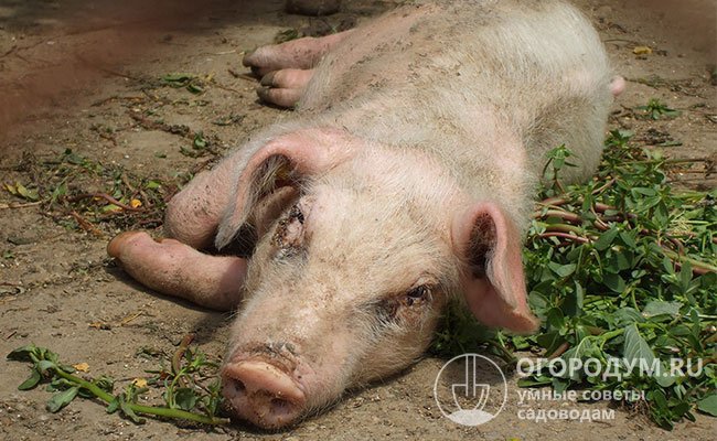 Свиньи, которые заболели, становятся вялыми, теряют аппетит, худеют, предпочитают лежать и без лечения сдыхают
