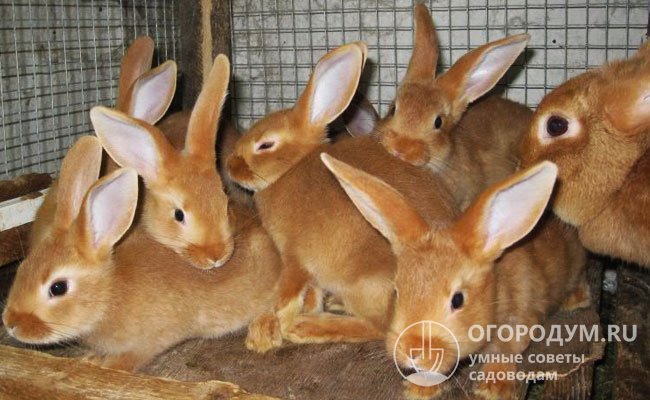 Характеристики бургундских кроликов