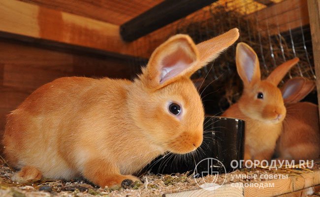 Бургундские кролики: описание породы, уход и содержание - полезная информация