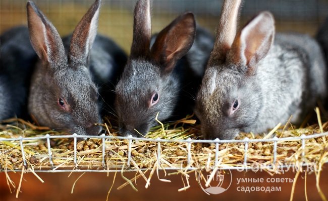Описание карликовых пород кроликов