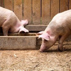 Чем кормить свиней