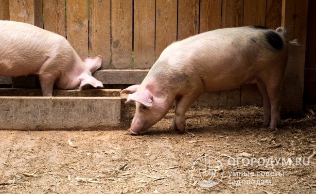 Домашние свиньи могут обеспечить своего владельца высококачественной мясной продукцией и стать прибыльным бизнесом