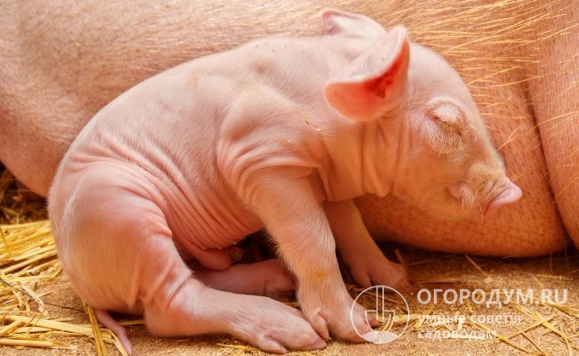 Виды эффективного кормления свиней в домашних условиях
