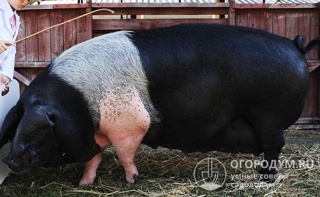 Гемпширская порода свиней: описание, характеристики, продуктивность, содержание и разведение, отзывы