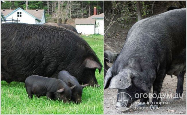 На фото – гвинейские свиньи (слева) и итальянские «Неро ди Парма»