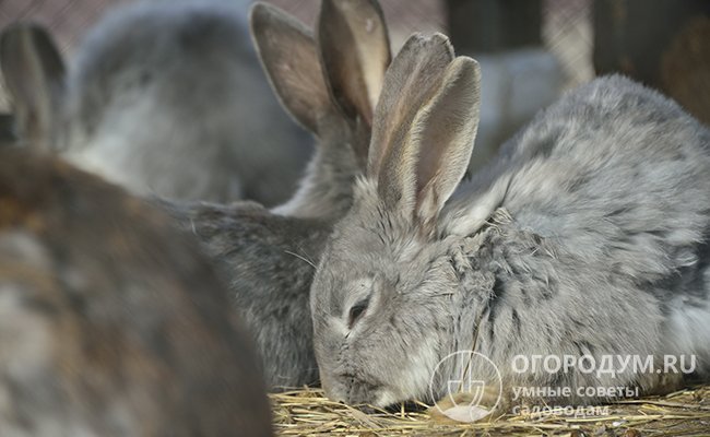 Геморрагическая болезнь кроликов: симптомы, лечение, фото - подробная информация