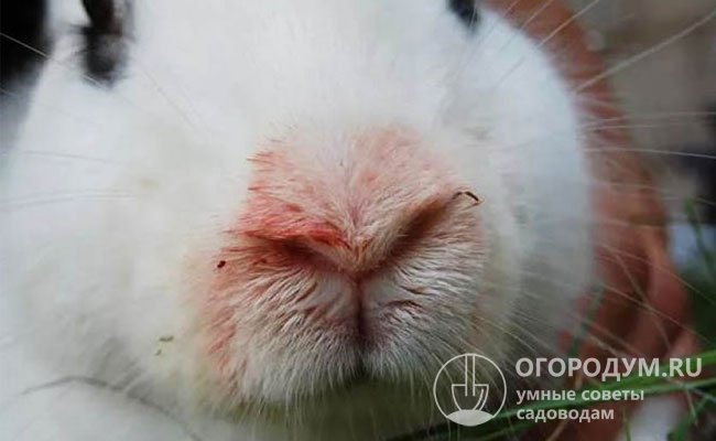 У инфицированного кроля за 1-2 часа до гибели могут появиться желтые или кровянистые выделения из носа