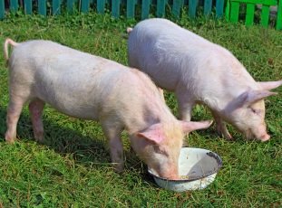 Гельминтозы (глисты) у свиней