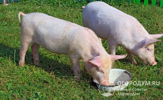 Всеядные свиньи заражаются преимущественно через корма и воду