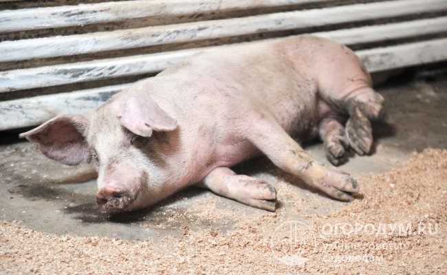 Свиньи, зараженные глистами, становятся источниками распространения паразитов, выделяя возбудителей в окружающую среду с кровью, слюной, мочой, фекалиями и т. д.