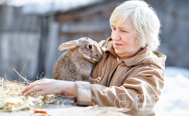 Опытные кролиководы стремятся вырастить здоровое животное и получить от него максимальную прибыль