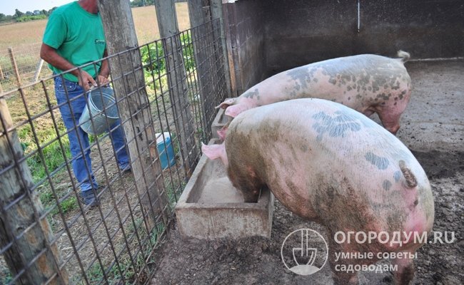 Кормушки для свиней — какие необходимы и как сделать своими руками