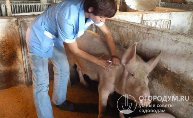 Отметим, что официально запрещен забой свиней, которых менее 2 недель назад вакцинировали от сибирской язвы или менее 3 недель назад против ящура