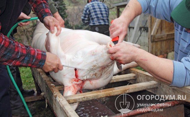 Процесс снятия шкуры со свиной туши