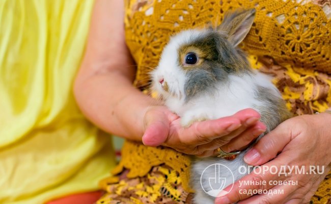 Частые болезни кроликов — лечение и профилактика