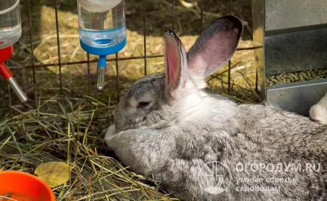 Кролики проявляют активность в вечернее время суток и ночью, а днем, как правило, отдыхают