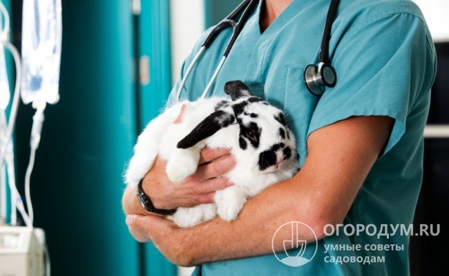 При первых тревожных симптомах лучше не заниматься самостоятельным лечением, а незамедлительно показать любимца ветеринару