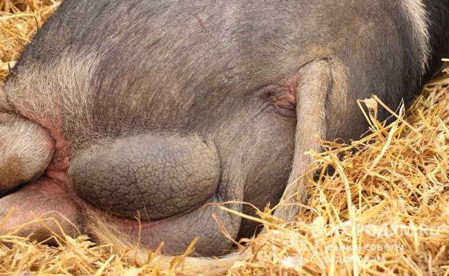 Некастрированные кабаны (хряки) могут становиться с возрастом агрессивными и представлять опасность для других свиней и для людей, которые за ними ухаживают