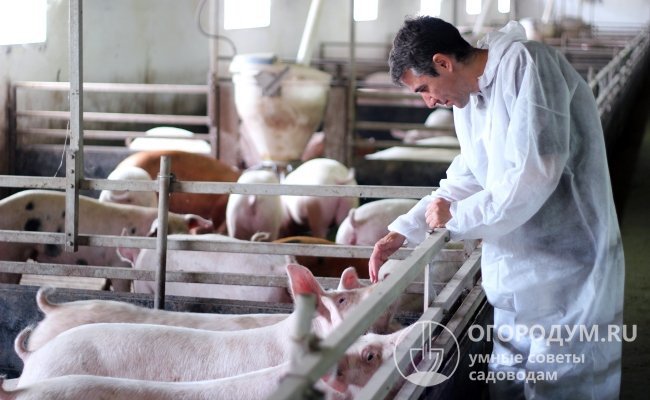 Основными методами профилактики КЧС считаются вакцинация свиней и соблюдение ветеринарно-санитарных требований при их содержании