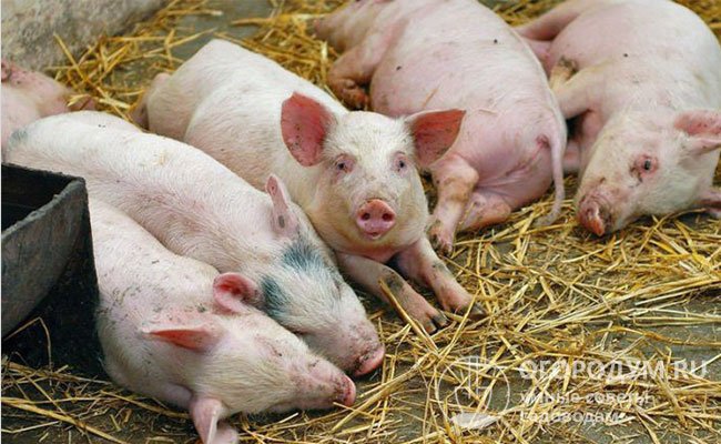 Заболевшие свиньи становятся вялыми и апатичными, мало двигаются, утрачивают аппетит
