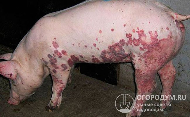 При остром течении заболевания на коже животных (особенно на животе, шее и бедрах) появляются темно-красные пятна