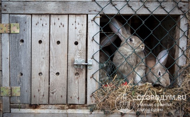 Кролиководы могут приобрести готовые домики для своих питомцев или самостоятельно сделать конструкции, отвечающие индивидуальным требованиям