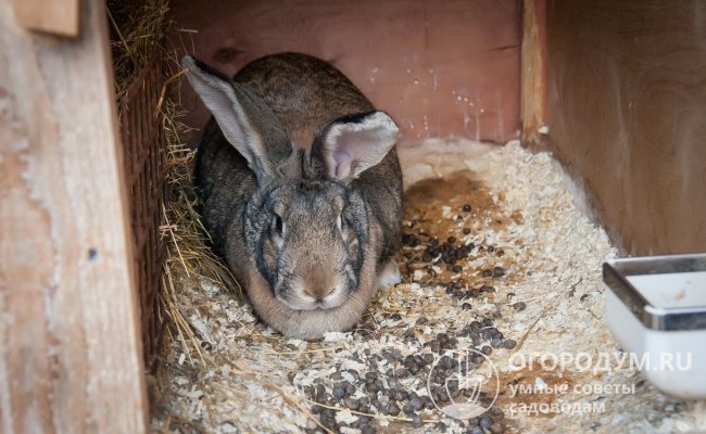 Индивидуальное помещение со сплошным дном для кролика-великана