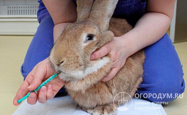 Давать лекарственные препараты удобнее всего в виде растворов, вливая их животному в рот с помощью шприца без иглы