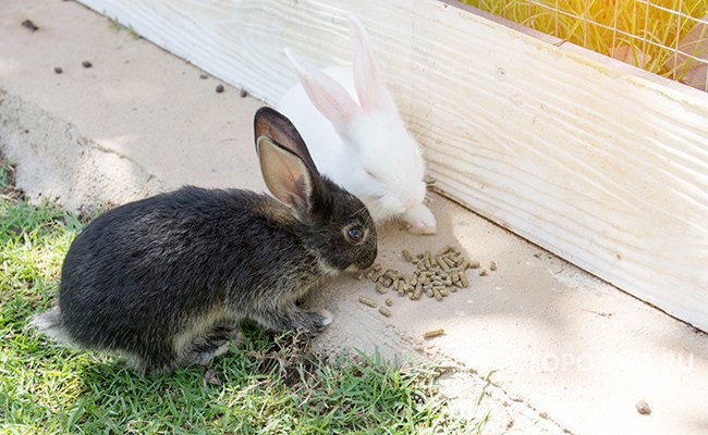 Каким зерном кормить кроликов и кормление по методу Золотухина: советы с фото и видео