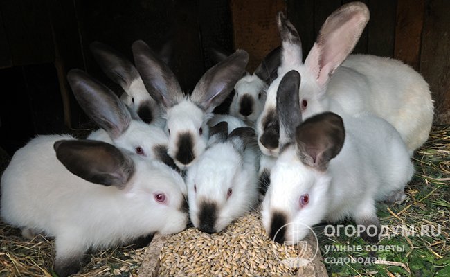 Как приготовить корм для кроликов? | VK