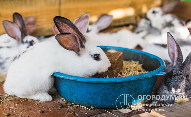 Чем кормить кроликов и как правильно это делать