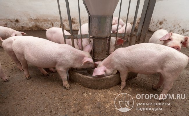 Что влияет на скорость роста свиней