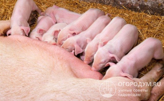 Престартеры рекомендованы поросятам даже при достаточном количестве молока у свиноматки в течение всего подсосного периода