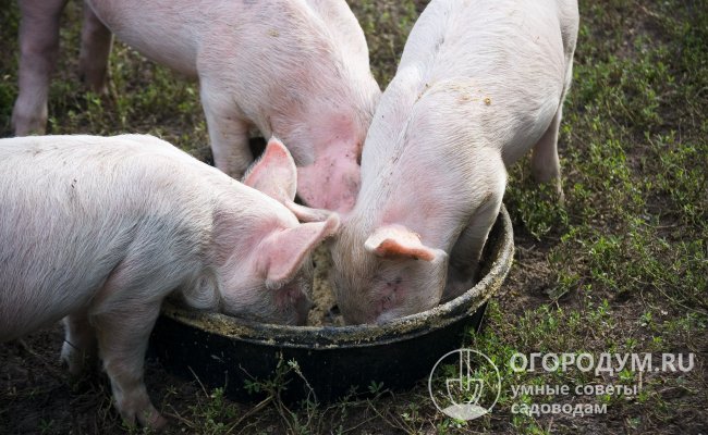 Свиньям важно не только обеспечить необходимое количество кормов, но и сбалансировать рацион по содержанию питательных и полезных веществ