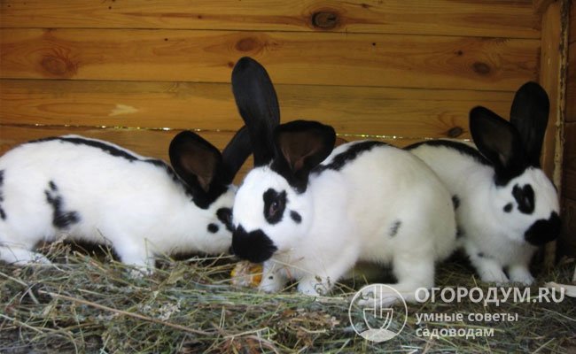 Крольчата находятся на материнском вскармливании около 1,5 месяцев, а затем их переводят на взрослый рацион