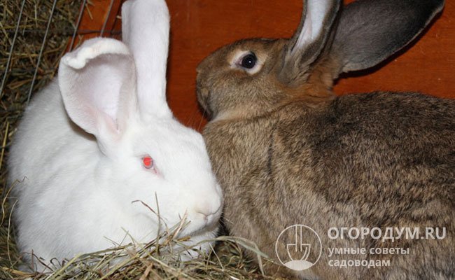 На фото – кроли-фландры: особь стандартного окраса и альбинос