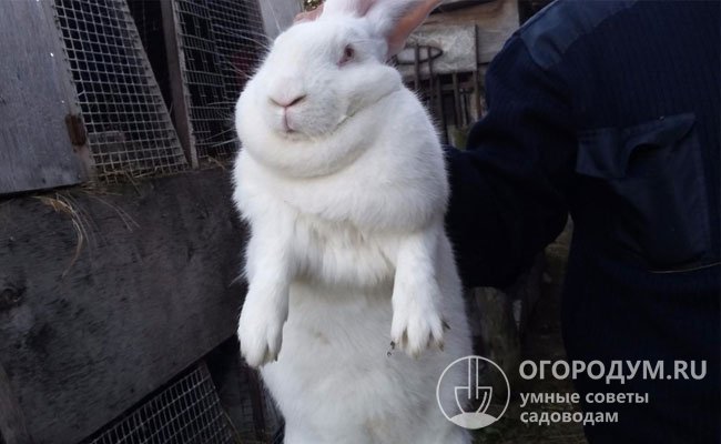 Крупные размеры кролей позволяют получать с них достаточно большое количество мяса
