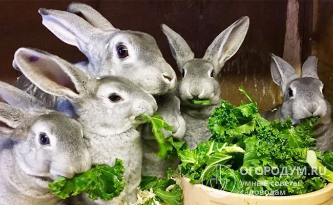 Чтобы обогатить рацион кролей, летом в него обязательно включают различную зелень, овощи, бахчевые и фрукты